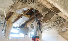 Why You Should Choose Our Mold Remediation Services in Port Lavaca, TX